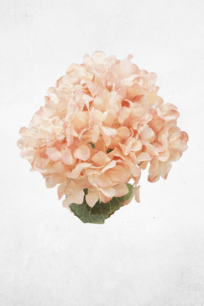 Kunstblume Hortensie - 55cm - Rosa/Blau/Rosé - Langlebige Kunstblume für Events & Wohnräume