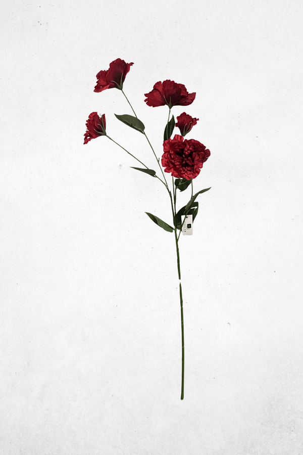 Rot