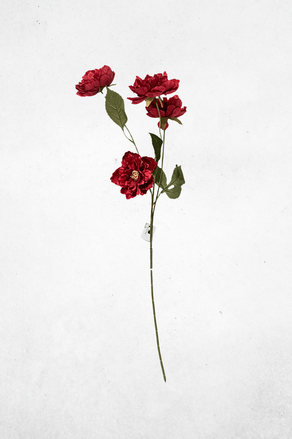 Rot