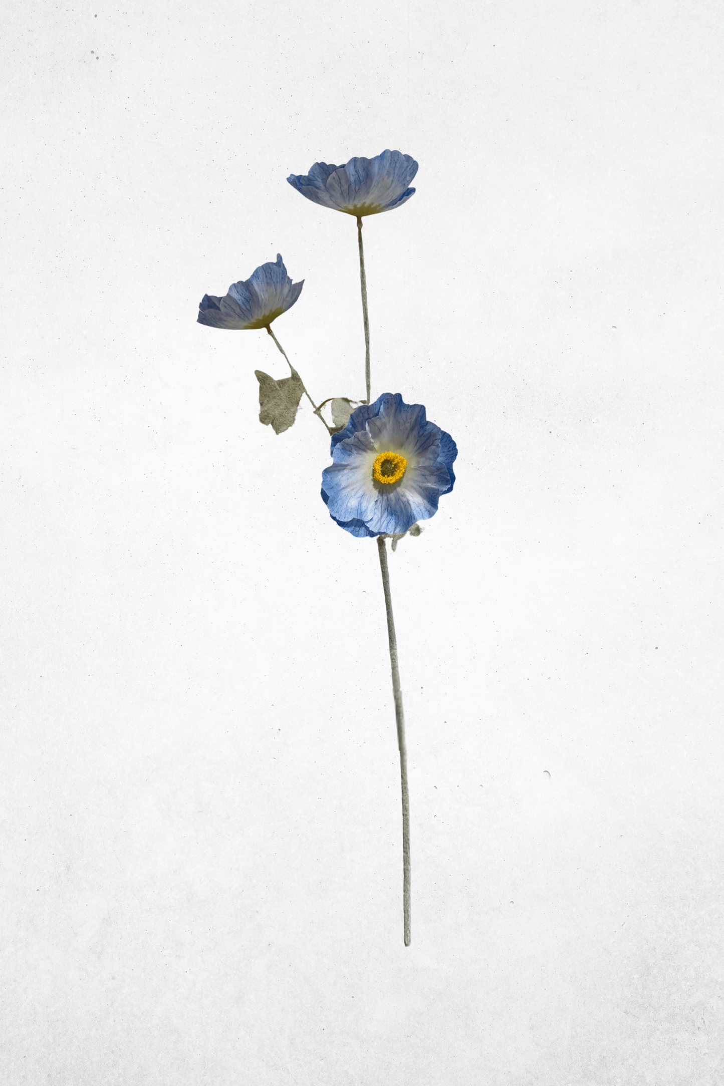 Kunstblume Mohnblume 3-Köpfig Blau 61cm