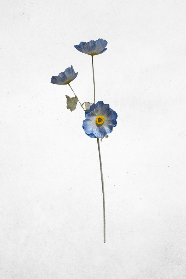 Blau