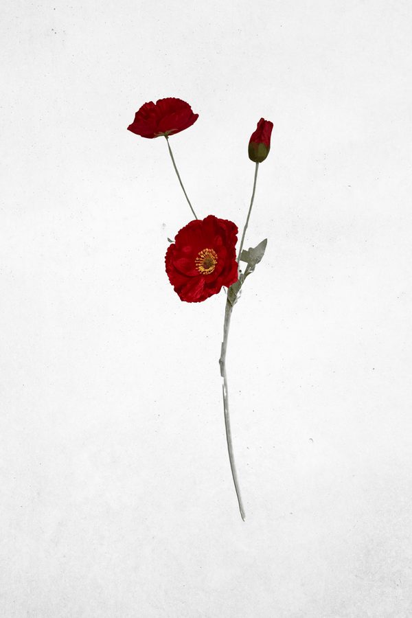 Rot