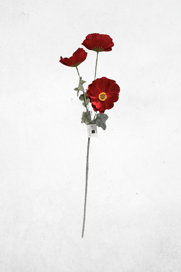 Rot