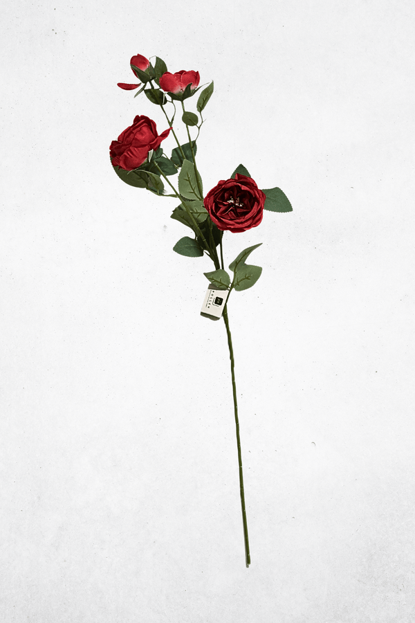 Rot
