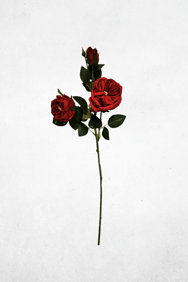 Rot
