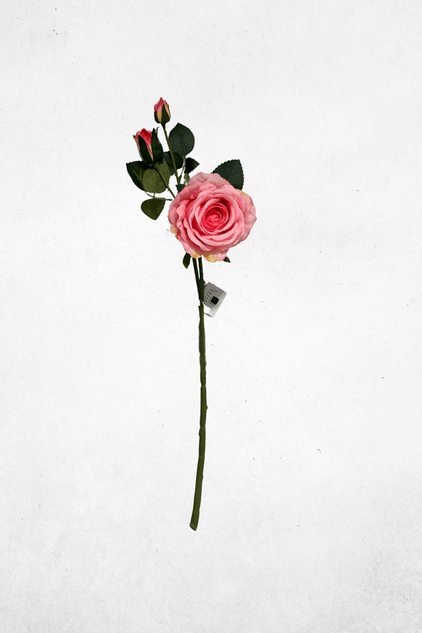 Rosa