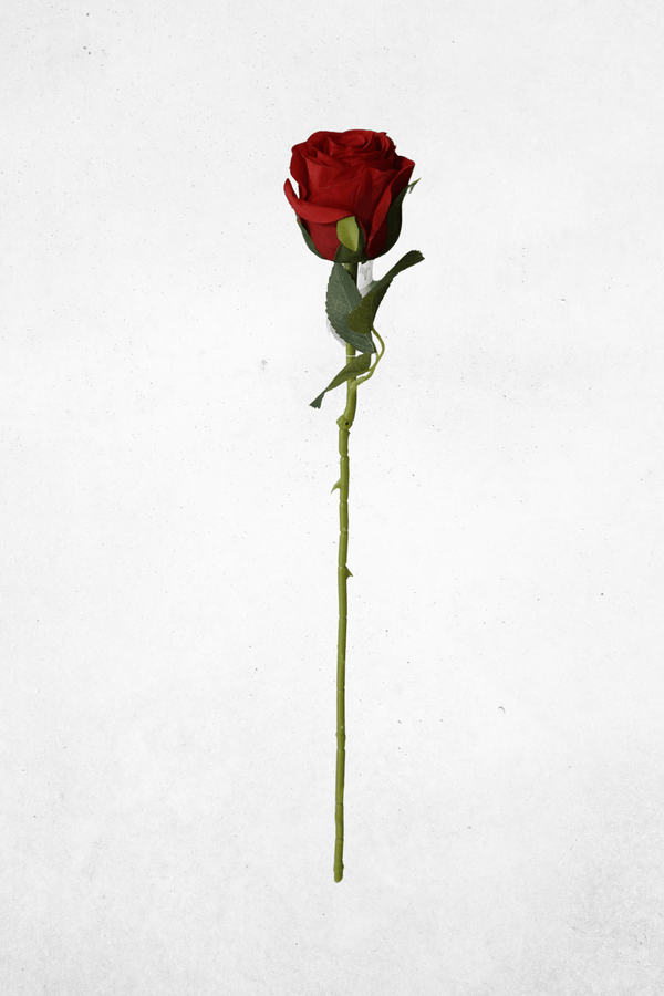 Rot
