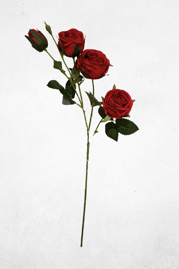 Rot