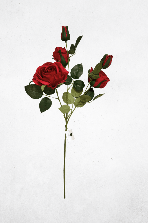 Rot