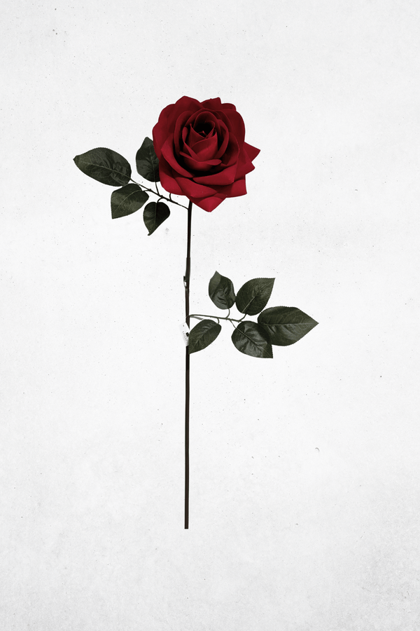 Rot
