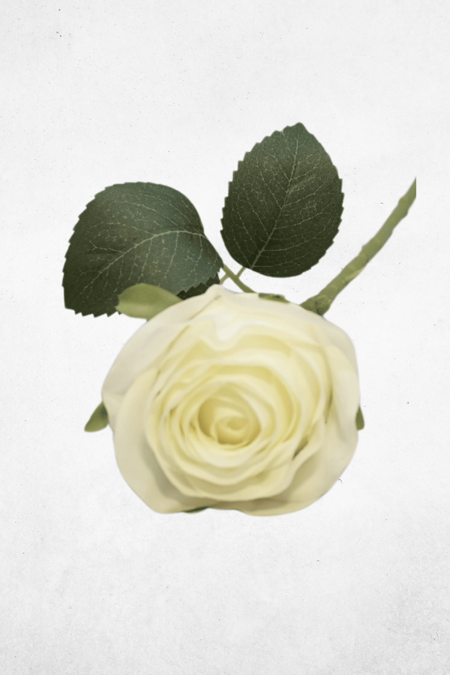 Kunstblume Rose - 50cm - Cremeweiß/Rot - Kunstrose für Tischdeko & Hochzeitsgestecke